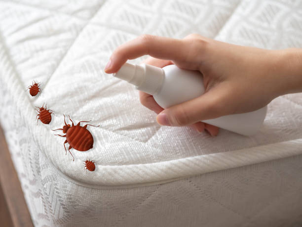 Best Insect Control  in Mount Sinai, NY